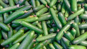 cucumbers benefits