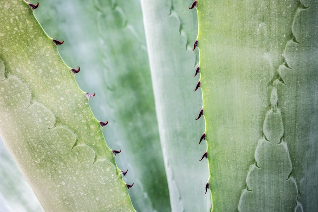 aloe vera for weight loss