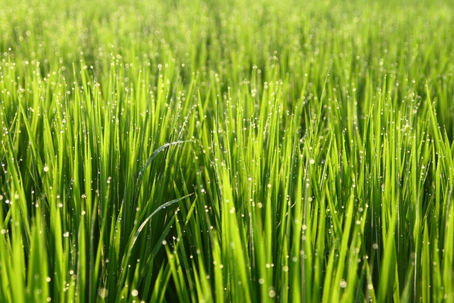 juicing with wheatgrass